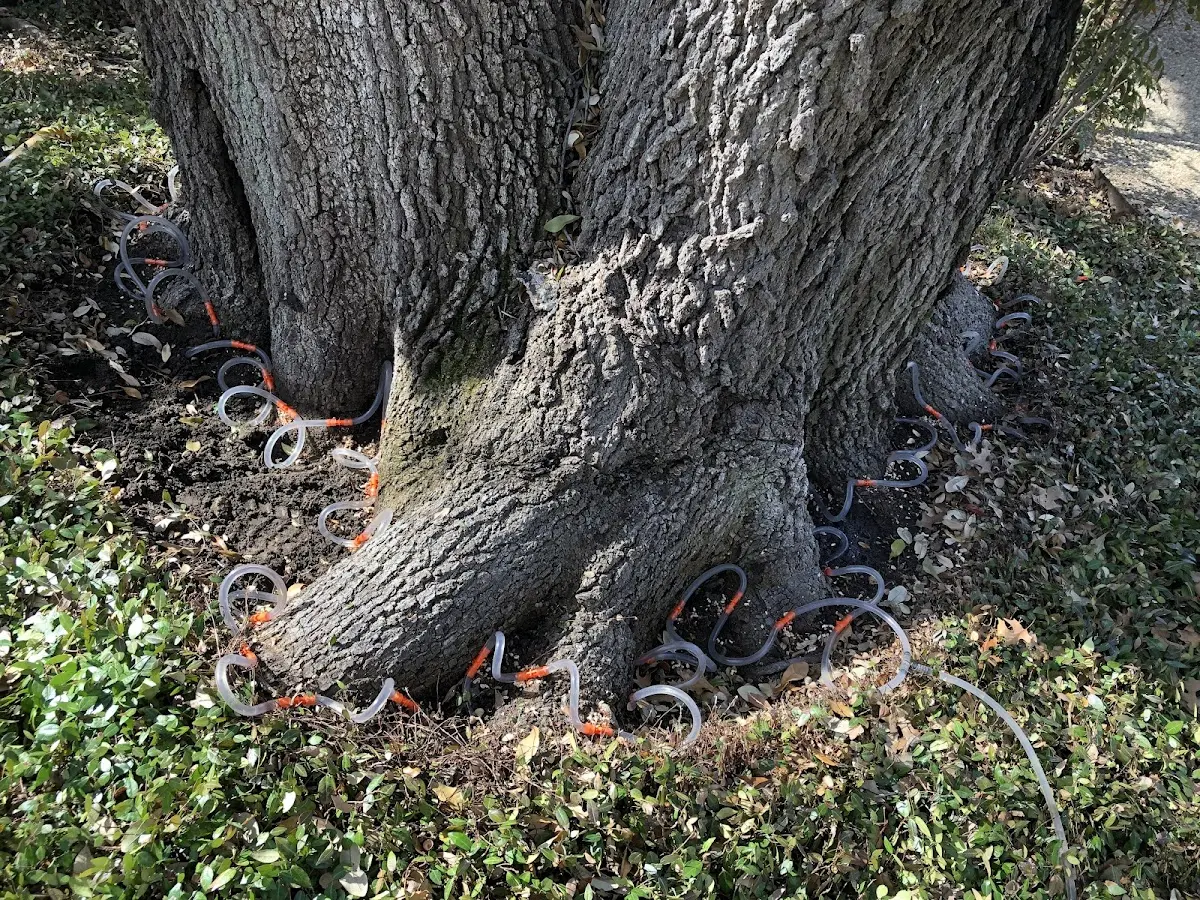 Detailed Tree Cabling and Bracing job site in Garner