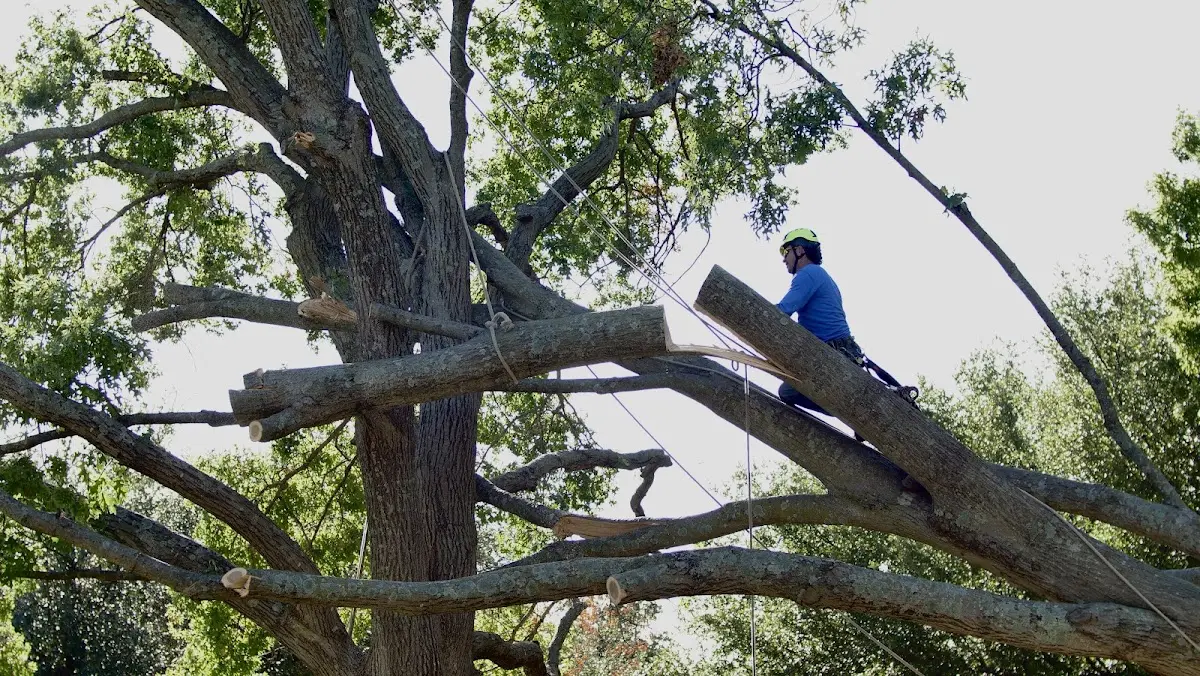 Professional Hazardous Tree Removal performed by certified arborists in Garner