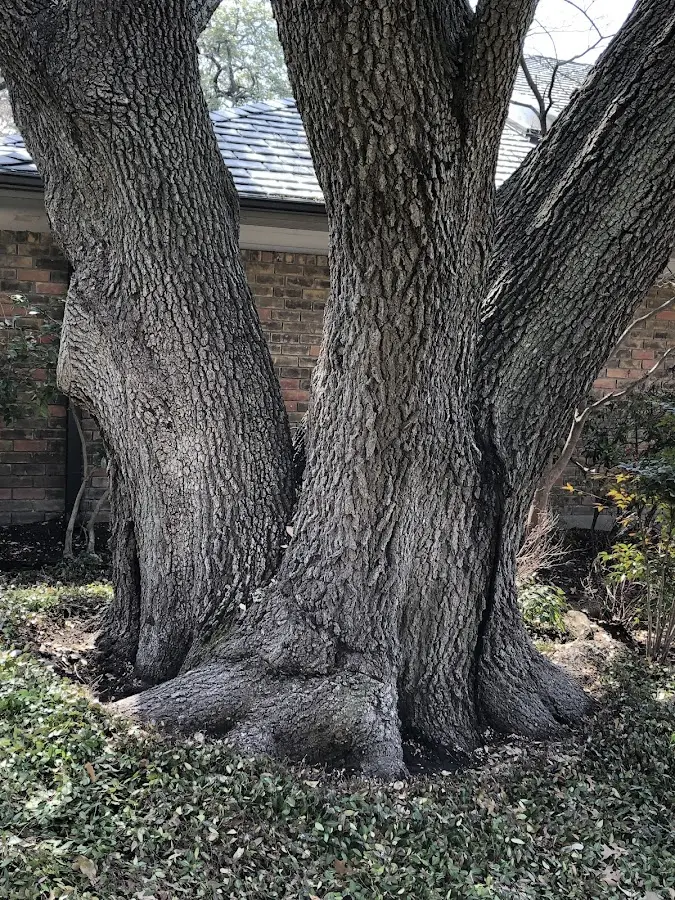 Mature heritage tree close to a Garner property cared for by certified arborists